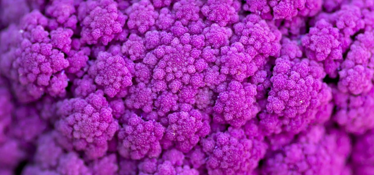 papiloma virus human papilloma virus hpv vph sintomas